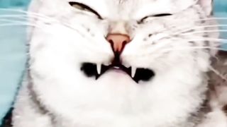 The cat is flirtatious when he sees a beautiful girl