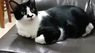 The Cat Said I Love Me