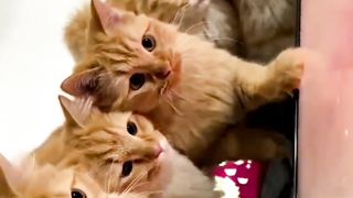Orange Kittens Watch Together
