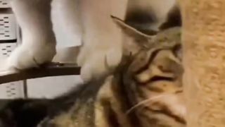 The Striped Cat is Confused and Surprised by the Fat Cat Actions