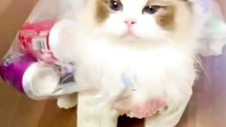 Kittens are cute and adorable