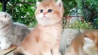 Cute And Funny Kittens