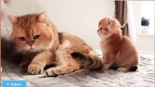 Mother Orange Cat Loves Her Children Very Much