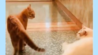 Orange Cats Are Always Mischievous