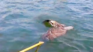 Girl Saves Osprey Bird