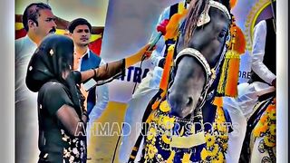 #febspot#foryou #foryoupage#horses#ridings#vedio72#ahmad#nasir#sports#fyb#fybpage