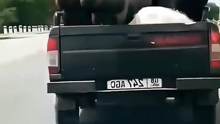 Funny animals |subscribe for more vedios ❤️