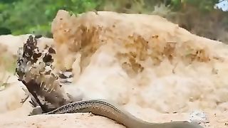 Elang vs ular cobra