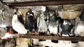 Mix pigeon beautiful breeder pair 2