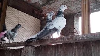 Mix pigeon beautiful breeder pair 3