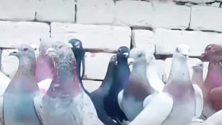 Racer flying beautiful breeder pair pigeon 2