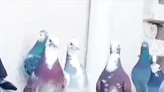 Mix pigeon racer pigeon beautiful breeder pair