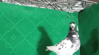 Beautiful pigeon breeder pair best flying 3