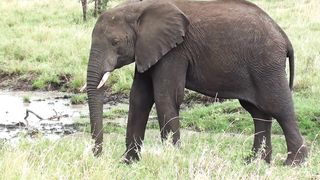 Elephats
