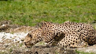 Wild Animals Collection in 4k,Wild Animal 4k