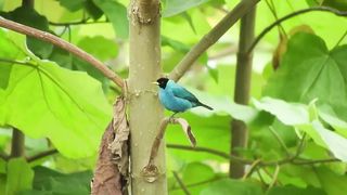 Birds Special Collection | Birds 4k Video Ultra Hd | Amazing Wild Birds