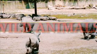 Wild animal 6