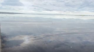 Puffins and Great Skuas in Iceland