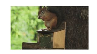 Squirrel enjoy nuts