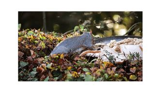 squirrel appears Under foliage