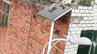 Amazing videos vol 82