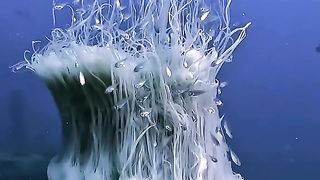 Amazing videos vol 83