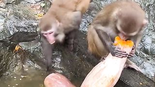 What fruit do they eat??
