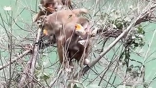 Dine with family in a tree
