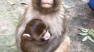 Baby monkey hugs mother tightly