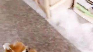 Funny dog 55