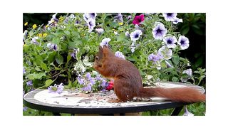 Squirrel lifestyle