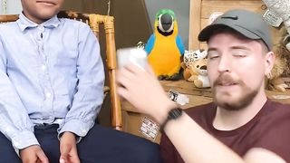 Mr Beast Would You Pet a Cheetah in Africa?