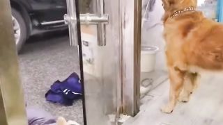 Funny dog 56