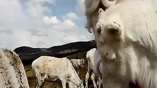 Santa Claus Feeds his Reindeer 2