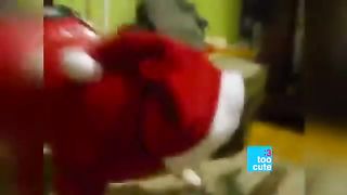 Merry Christmas Funny Cats & Dogs Compilation