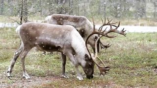 The Caribou Power Animal