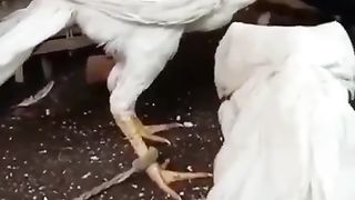 Parrot ???? breed