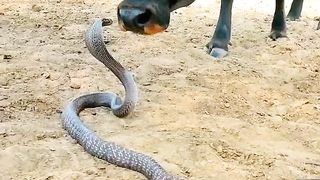 cow and sanke playing short video