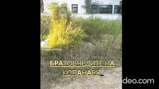 БРАТОВЧЕДИТЕ НА  КОПАНАРЯ