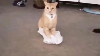 Cat Meme Funny Video Moment