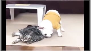 Omg! Super Cute Pets cute animals and funny baby animals Cutest Video Compilation