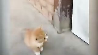 Приколы с котами и кошками и котятами смешно до слёз