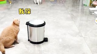 How to make cats amazing ???????????? play with you