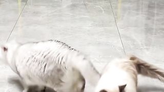 How to make cats amazing ???????? magic play with you ????