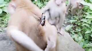 Funny Monkey Viral Video 116