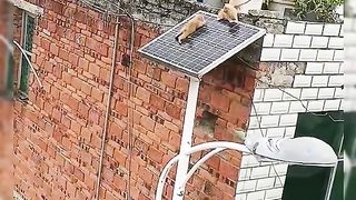 Cats dead???