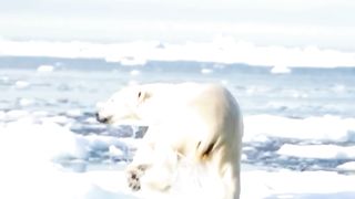 "look at the COZY bear":)