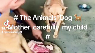 ##THE  GIDIE LINE ANIMAL  DOG ##