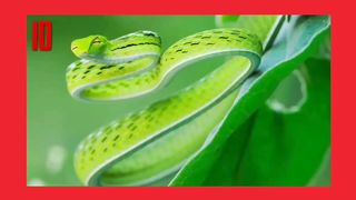 10 of the most beautiful snake /