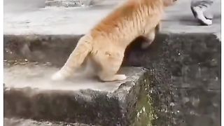 Funny Cat Viral Video 104